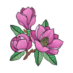 Color drawing of a branch of magnolia with flowers, buds and leaves. Vector isolated on background.