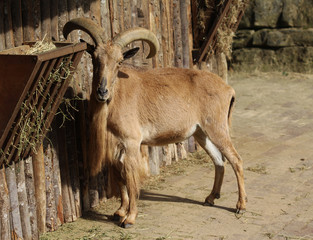 Barbary sheep
