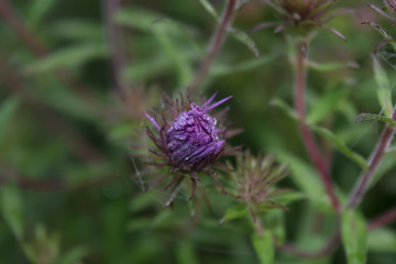 Knospe einer Herbstaster mit Morgentau