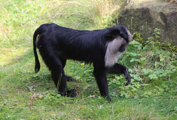 lion-tailed macaque (Macaca silenus)