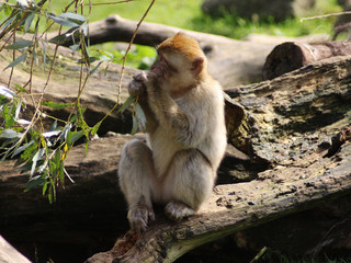 Barbary macaque (Macaca sylvanus)