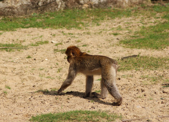 Barbary macaque (Macaca sylvanus)