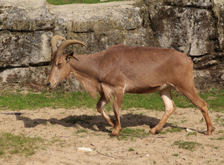 Barbary sheep