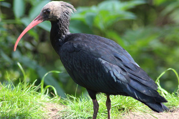 northern bald ibis