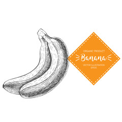 Banana vector illustration. Hand-drawn design element. A fruit drawn in vintage style