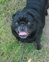 happy black pug smiling for the camera