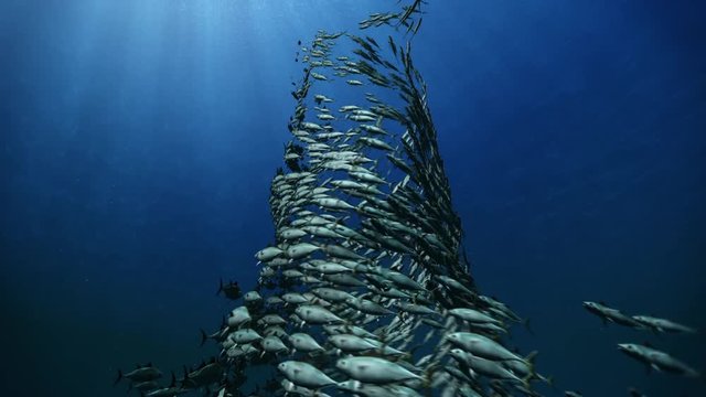 Animation of a tuna fish tornado