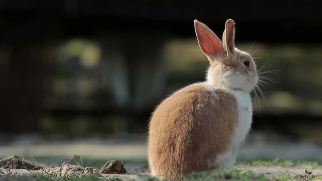 Little cute rabbit washes and run away (1080p, 25 fps, 50% slowed)