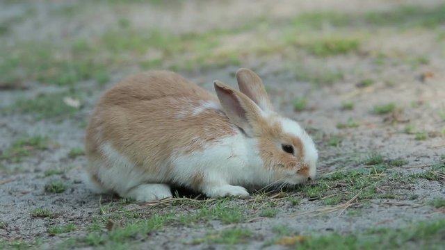 Little cute baby rabbit eats some grass on the ground (1080p, 25 fps)
