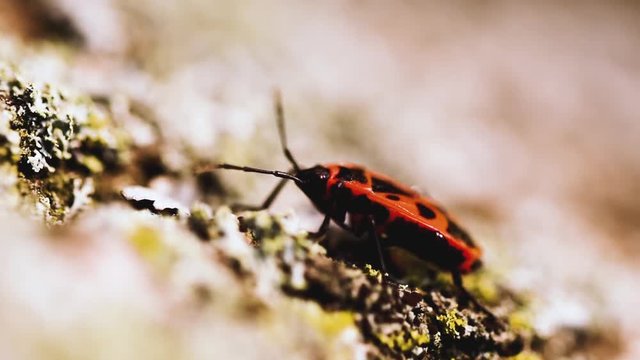 Small red bug also called firebug (Pyrrhocoris apterus) standing on a tree. Selective focus with shallow depth of field, steady footage, extreme close-up.
