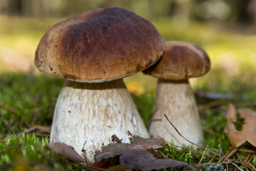 Cep mushroom . Two Mushrooms in the moss in the forest.