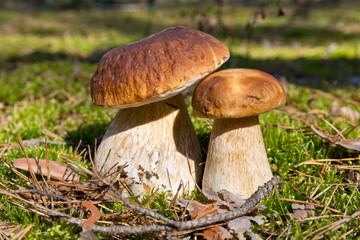 Cep mushroom . Two Mushrooms in the moss in the forest.