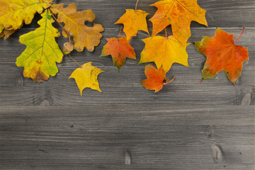 Naklejka na ściany i meble Autumn thanksgiving background with colored maple leaves on wooden board. Copy space.