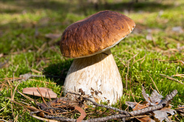 Cep mushroom .Boletus in the moss in the forest.
