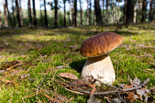 Cep mushroom .Boletus in the moss in the forest. The pattern for the autumn calendar