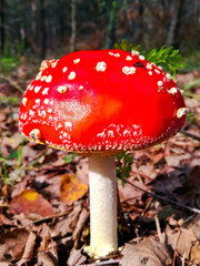 Mushroom in the forest closeup , selective focus
