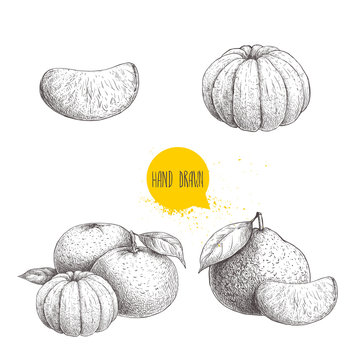 Hand drawn sketch set od mandarins whole and peeled. Vintage style illustration of tangerine with leafs an slices. Eco food vector artwork isolated on white background.