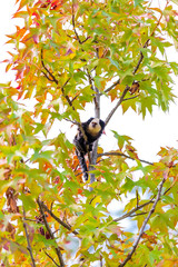 Uistiti dalla faccia bianca