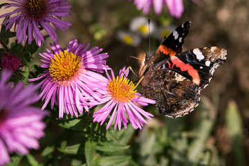Schmetterling