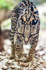 ocelot © saad