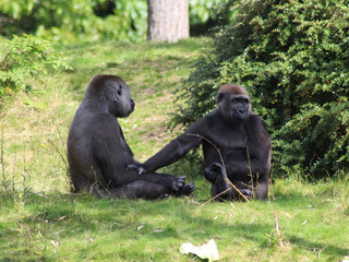 western lowland gorilla (Gorilla gorilla gorilla) © Michael Meijer