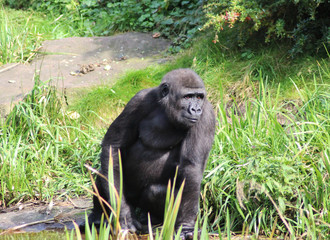 Naklejka premium western lowland gorilla (Gorilla gorilla gorilla)