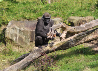 western lowland gorilla (Gorilla gorilla gorilla)