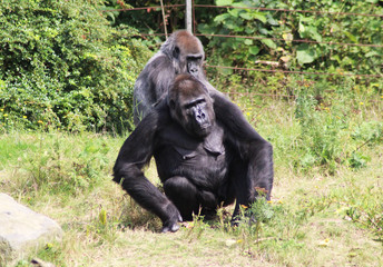 western lowland gorilla (Gorilla gorilla gorilla)