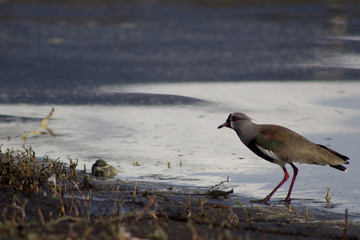 chilensis vanellus