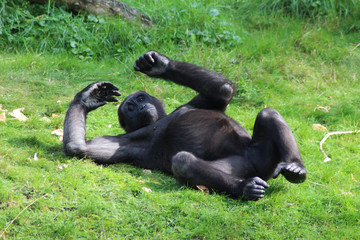 Naklejka premium western lowland gorilla (Gorilla gorilla gorilla)