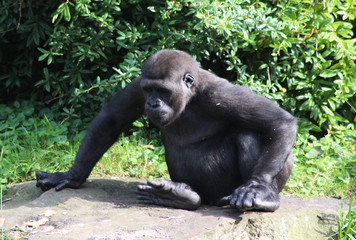 Fototapeta premium western lowland gorilla (Gorilla gorilla gorilla)