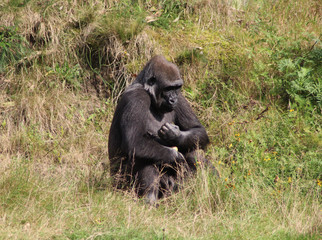 Naklejka premium western lowland gorilla (Gorilla gorilla gorilla)
