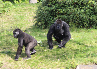 Naklejka premium western lowland gorilla (Gorilla gorilla gorilla)