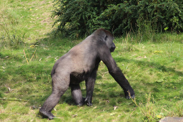 western lowland gorilla (Gorilla gorilla gorilla)