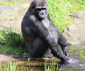 western lowland gorilla (Gorilla gorilla gorilla)