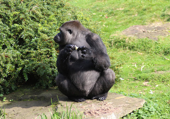 western lowland gorilla (Gorilla gorilla gorilla)