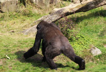 western lowland gorilla (Gorilla gorilla gorilla)