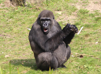 western lowland gorilla (Gorilla gorilla gorilla)