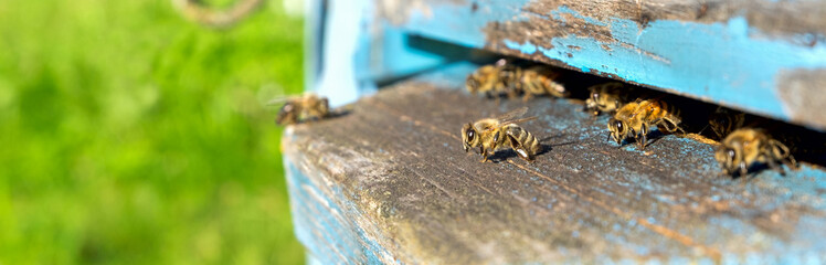 Life of worker bees. The bees bring honey.