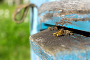 Life of worker bees. The bees bring honey.