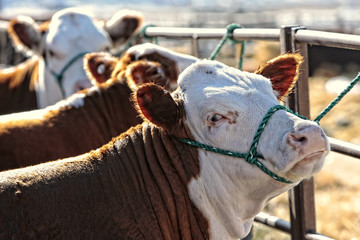 A row of groomed Hereford cattle as they are waiting for the show and sale ring.