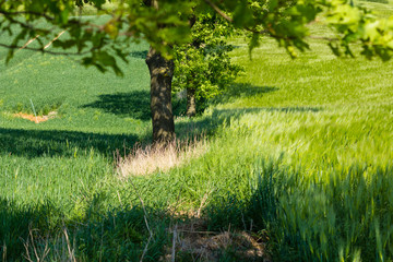 Trees in between fields of green