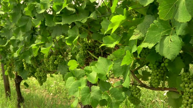 4K panning video clip of grape vines growing in a Rhine Valley vineyard, Germany, Europe