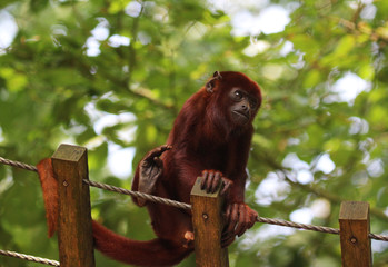 Venezuelan red howler (Alouatta seniculus)