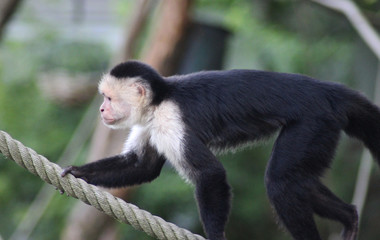 white-headed capuchin (Cebus capucinus)