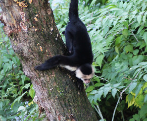 white-headed capuchin (Cebus capucinus)