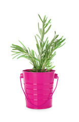 Rosemary plant in pot on white background