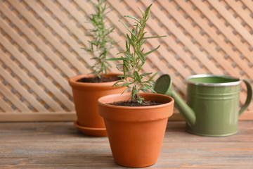 Rosemary plant in pots on table