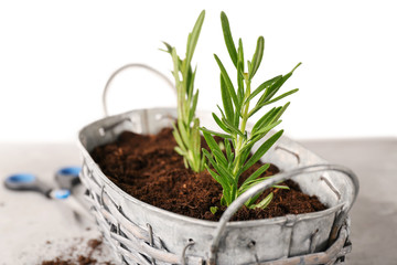 Rosemary plant in pot on table against white background