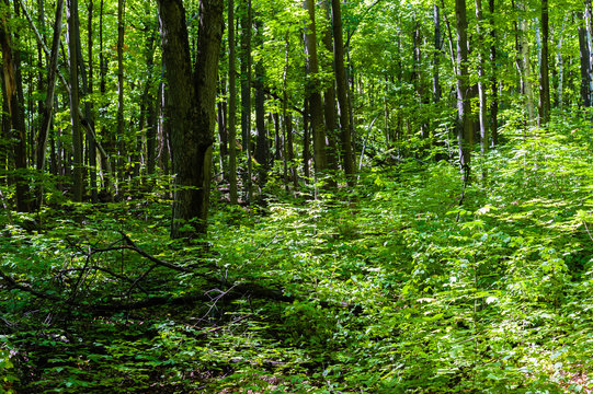 Fototapeta Dense green forest and leafy shrubs.